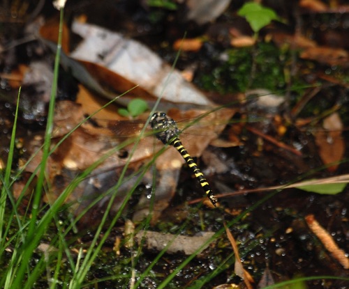 Female ovipositing
2008_03_26